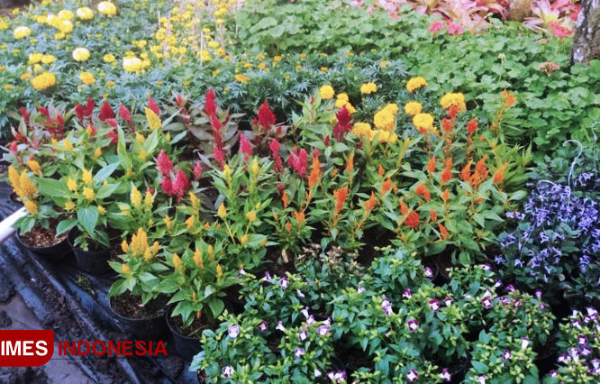 RKM Unisma Malang Kembangkan Lahan Eduwisata Sawah Refugia