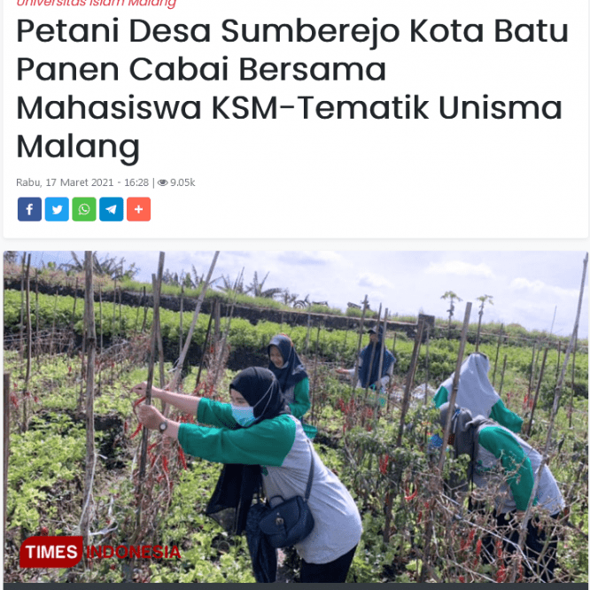 Petani Desa Sumberejo Kota Batu Panen Cabai Bersama Mahasiswa KSM-Tematik