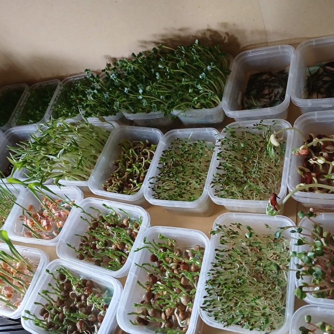 Tim RKM Microgreen Unisma Kembangkan Tepung Microgreen Kaya Protein dan Zat Besi